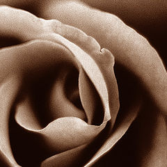 photo "Rose"