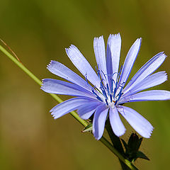 фото "I paint in Blue for You."