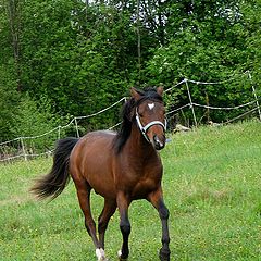 photo "Junetime's Elf Prince"