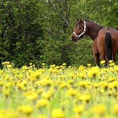 photo "'On the flowers'"