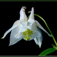 photo "columbine"