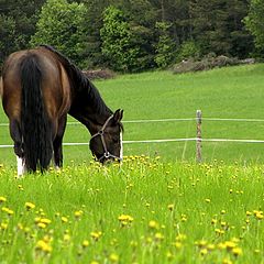 photo "On the summertime..."