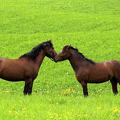 photo "Friends on the field"