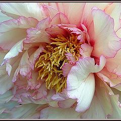 photo "paeony"