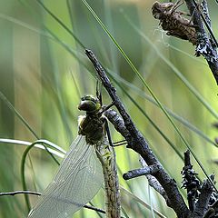 photo "Rebirth of dragonfly"