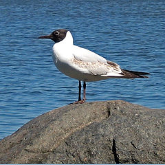 photo "The gull"