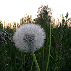 photo "After the Blooming"