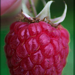 фото "Raspberry of my garden"