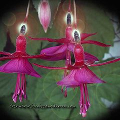 photo "flowerdance"