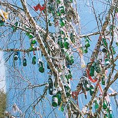 photo "The Bottel Tree"