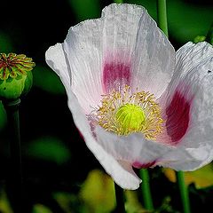 photo "papaver"