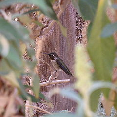 photo "The humming-bird"