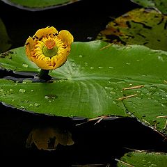 photo "beautiful yellow"