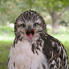 photo "Eagle's portrait"