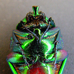 photo "Scarab Beetle"
