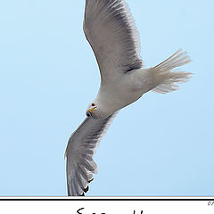 фото "Seagull"