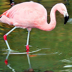 photo "Pink reflexes"
