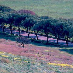 photo "Sicily: Spring"