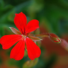 фото "Red and Green"