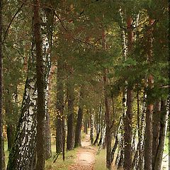 photo "Forest road."