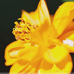 photo "Yellow"