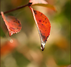 photo "Color drop"