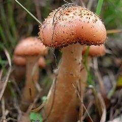 фото "пора за грибами"