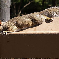 photo "Сity-dweller"