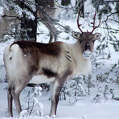 фото "Wild reindeer"