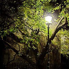 фото "ночь старого дерева"