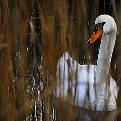 фото "Swan between the sheer"