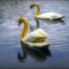 фото "two swans"