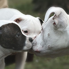 photo "three dogs"