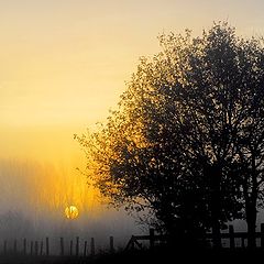 фото "misty morning"