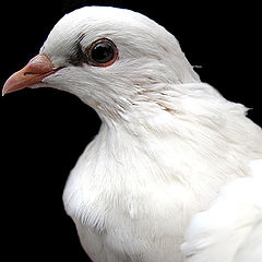 photo "Pigeon portrait"
