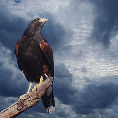 photo "Harris Hawk"