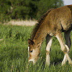 photo "Foal"