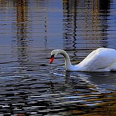 фото "swan"