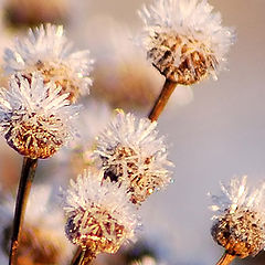 фото "Icy flowers"