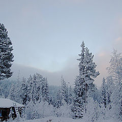 фото "Merry Christmas from Lapland"