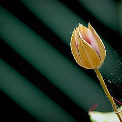 фото "flower and lines"