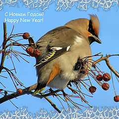 photo "Happy New  Year!"