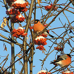 photo "Winter postcard"