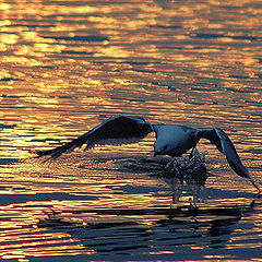 фото "The seagull  and sunset"