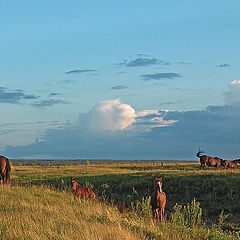 photo "Red horses"