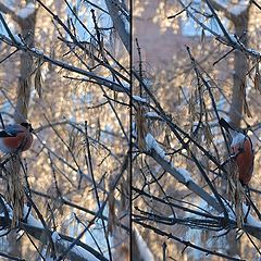 фото "birds theme #2"