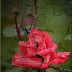 photo "Rose on a wall..."