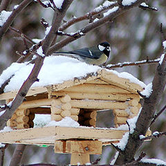 фото "Birds house"