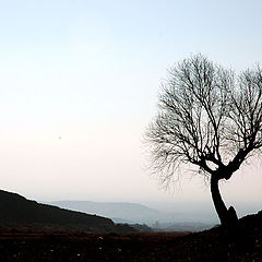photo "single tree"