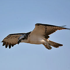 photo "Osprey 05"